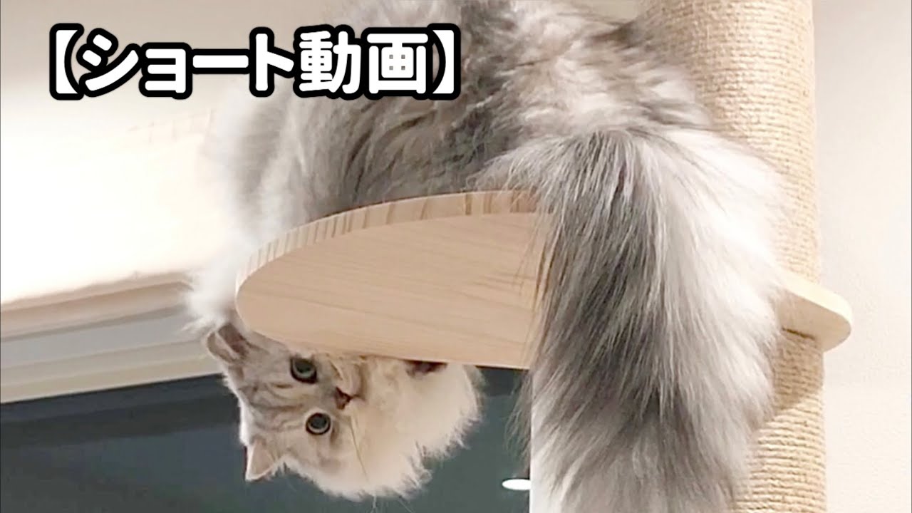 キャットタワーから下りそうで下りない子猫 【サイベリアン】 #Shorts