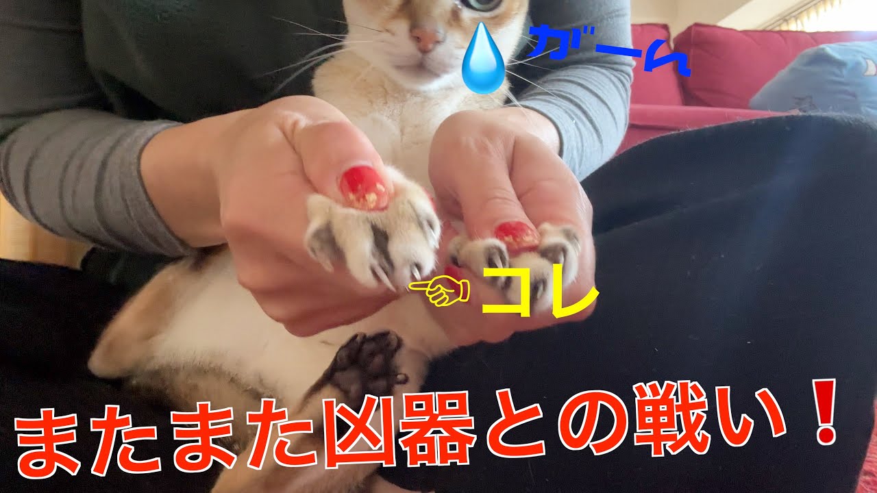 実はスムーズな爪切り😊シンガプーラ「にゃあ」：2023.01.11