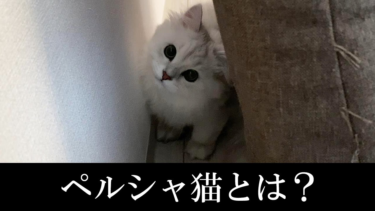 我が家のペルシャ猫がペルシャ猫ではない件。ペルシャ猫とは？