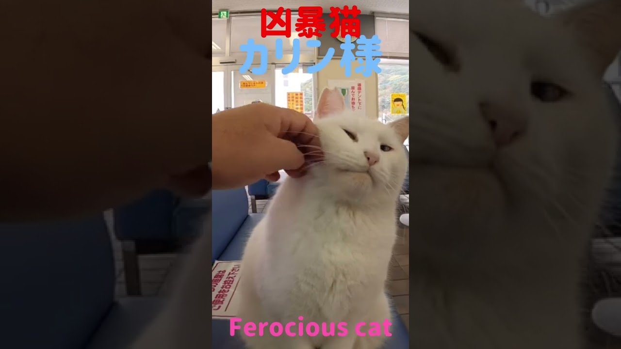 あの凶暴猫のカリン様 待合室では天使様 Ferocious cat #shorts