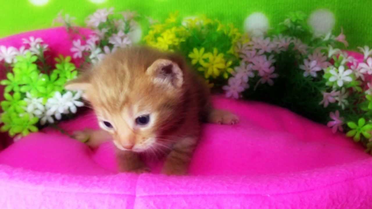 オシキャットの男の子☆チョコレートスポテッドタビー☆2013年6月23日ナナハチ's　ROOM