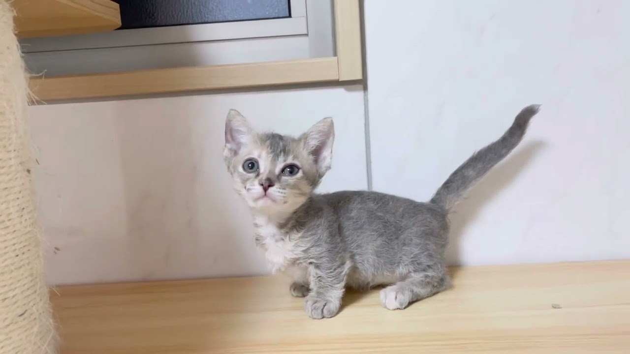 スクーカム︎︎ ♀