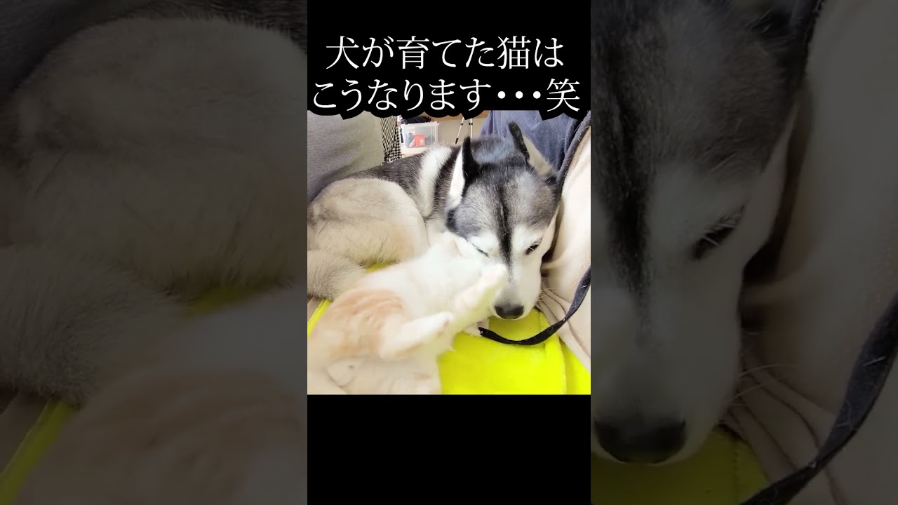 犬に育てられた猫はこうなる...涙#shorts