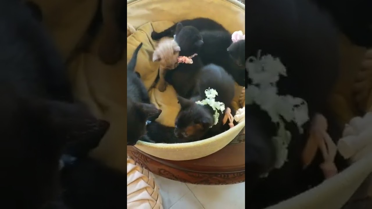 ボンベイ お母さんに似て甘え上手です（ブラック）