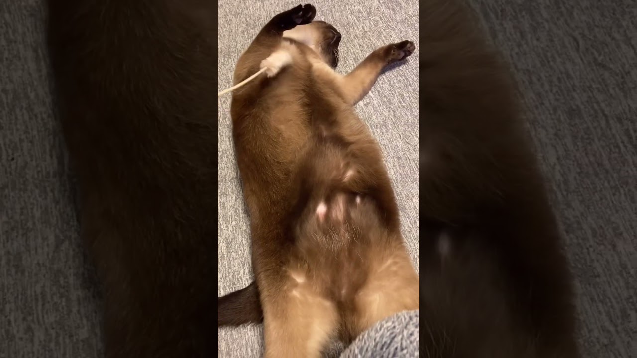 猫じゃらしで遊ぶ