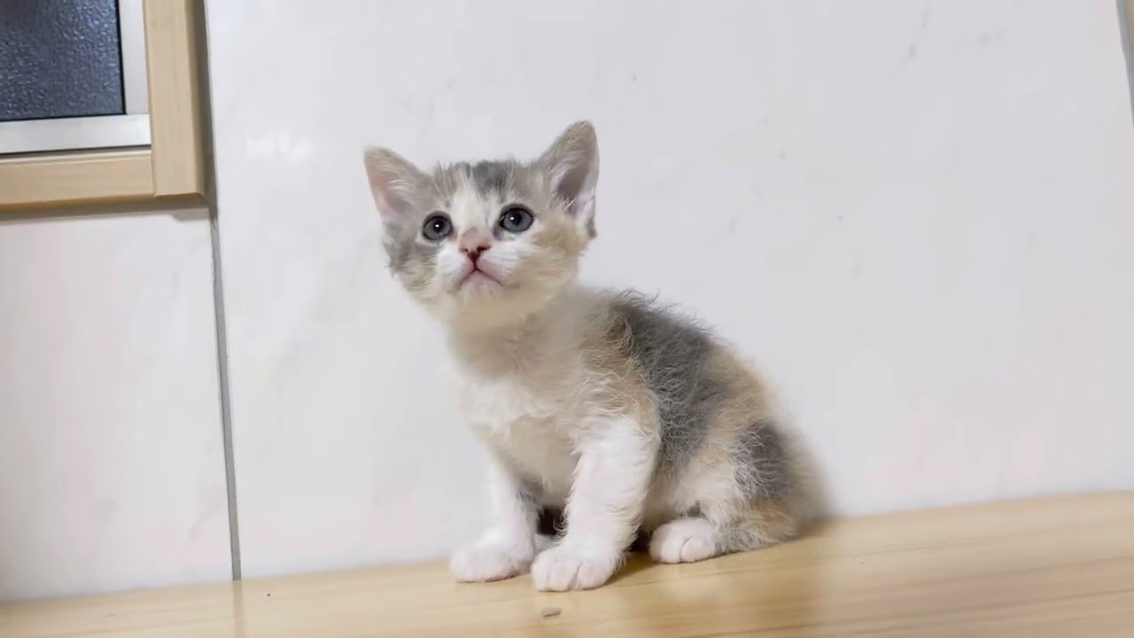 スクーカム︎︎ ♀