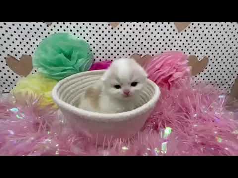 スコティッシュフォールド かわいい女の子 クリームタビー&ホワイト(ロング)