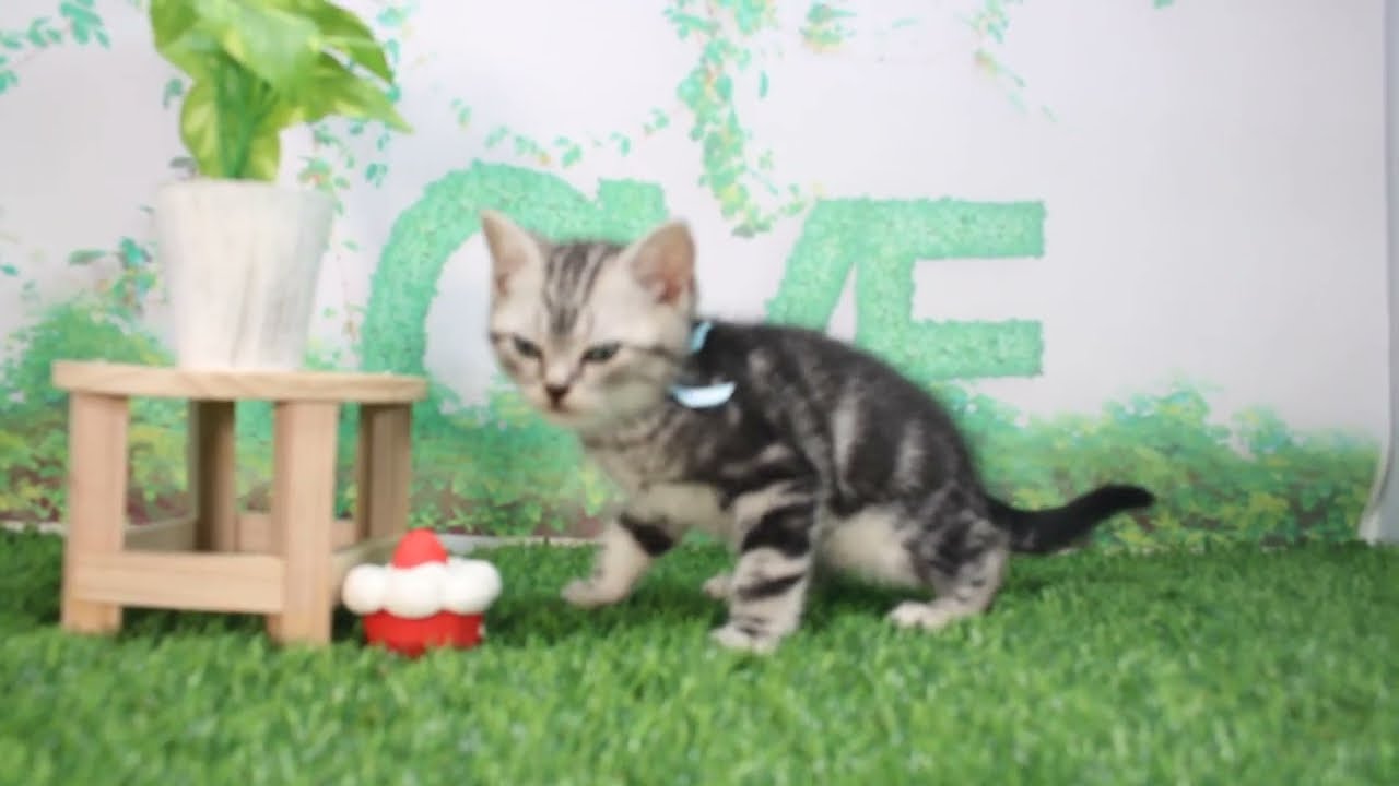 Coo&RIKU　No616226　アメリカンショートヘアー