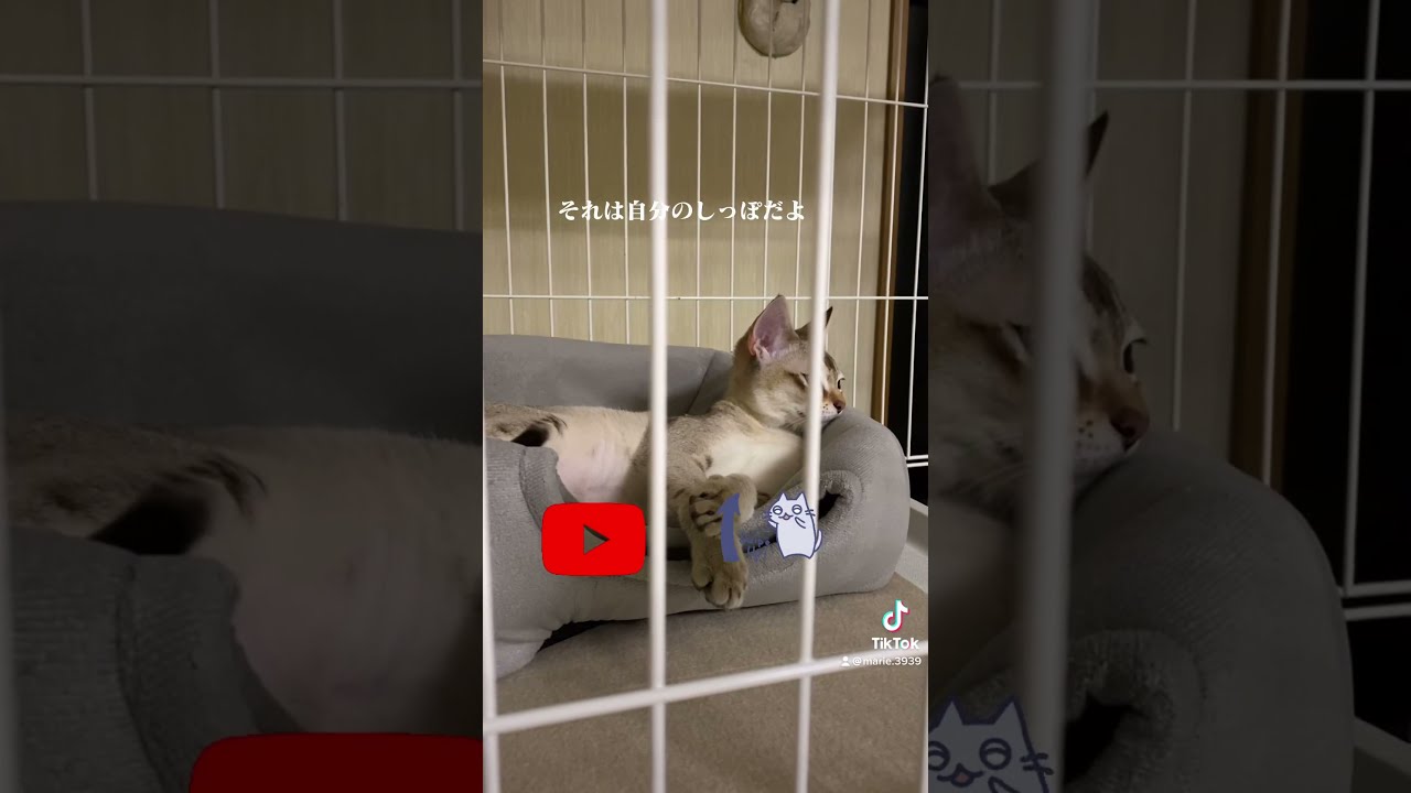 【シンガプーラ】自分のしっぽで眠くなる【子猫】今日もお疲れ様でした