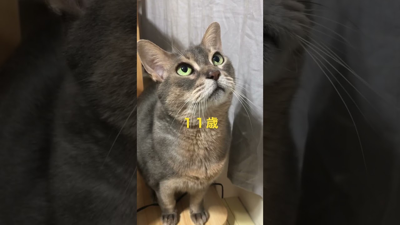 アリスちゃんの魅力 #shorts #猫動画 #アビシニアン #cat #まな猫