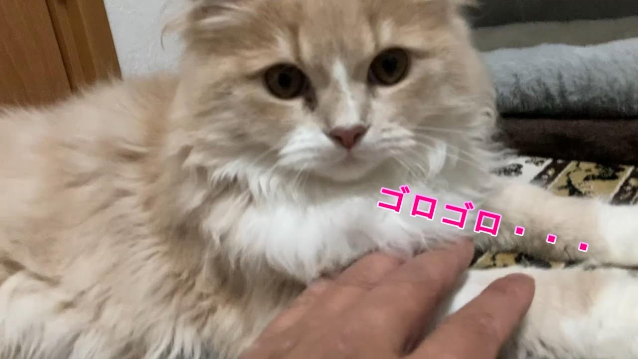 まったりしたり食事中の子猫のゴロゴロ音
