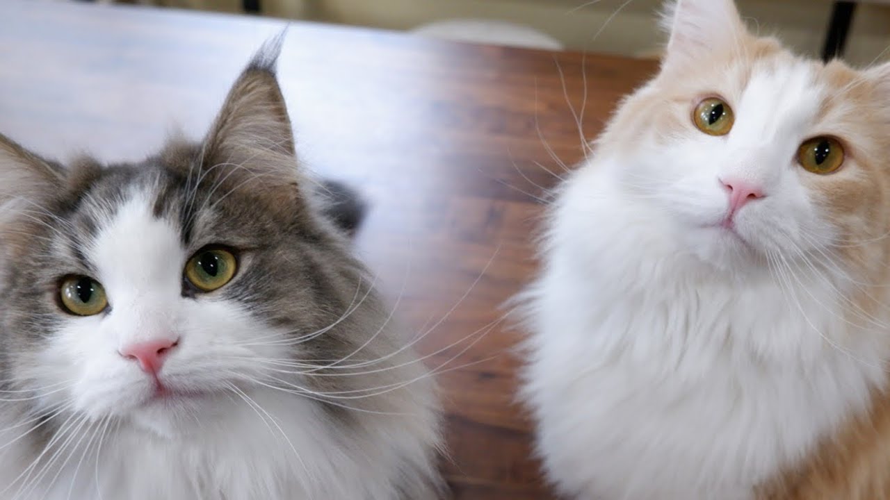 【猫パンチ&猫キック】ボールで遊ぶノルウェージャンフォレストキャット❤︎