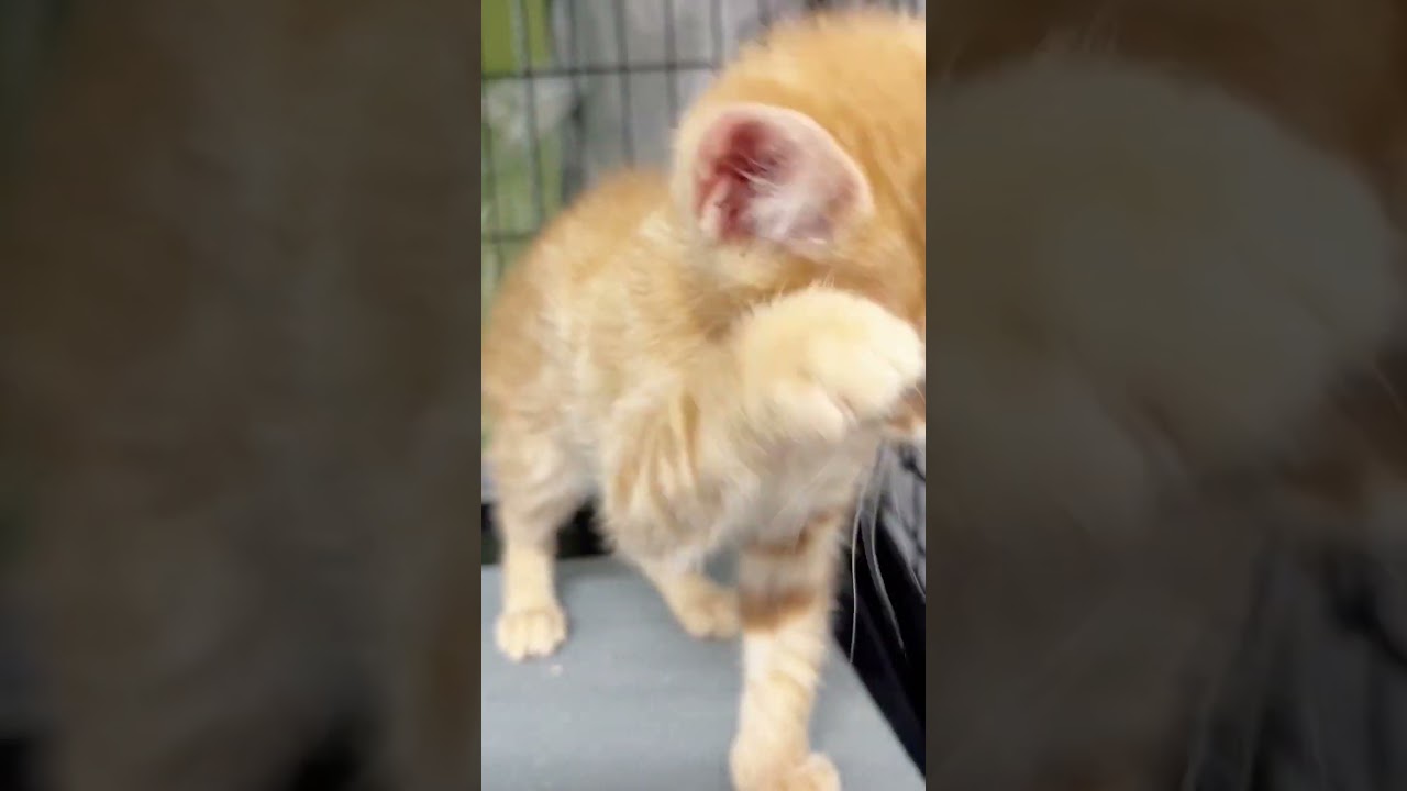 #里親募集中 #子猫 #マンチカン
