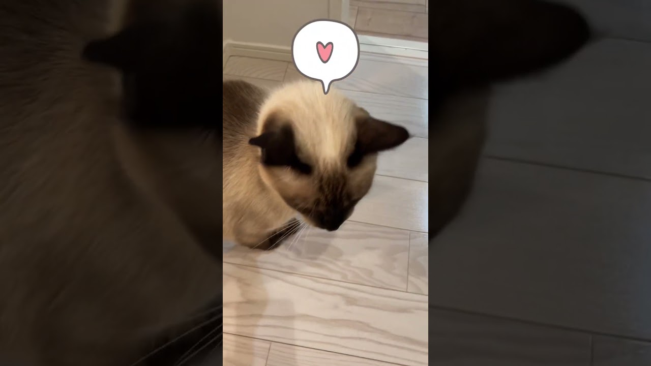 【保護猫】おかえりと迎えてくれるねこ#Shorts