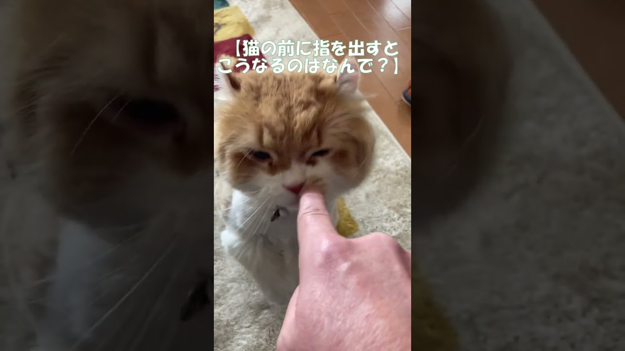 猫の前に指を出すとこうなるのはなんで？ #shorts  #猫 #アメリカンカール #cat