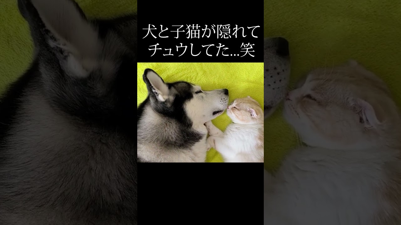 こっそりハスキー犬と子猫がチュウしてた...笑#shorts