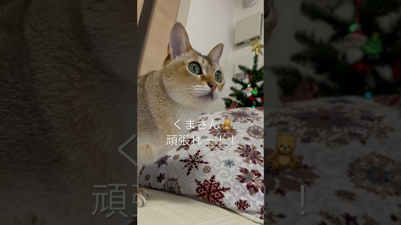 【シンガプーラ 】テレビの中のクマの親子に夢中な猫 #shorts #cats