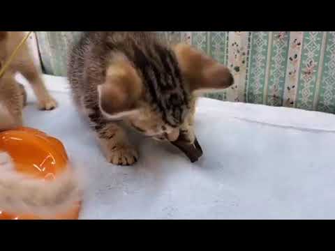 ミックス オシキャット✖️足長マンチカンの男の子♪