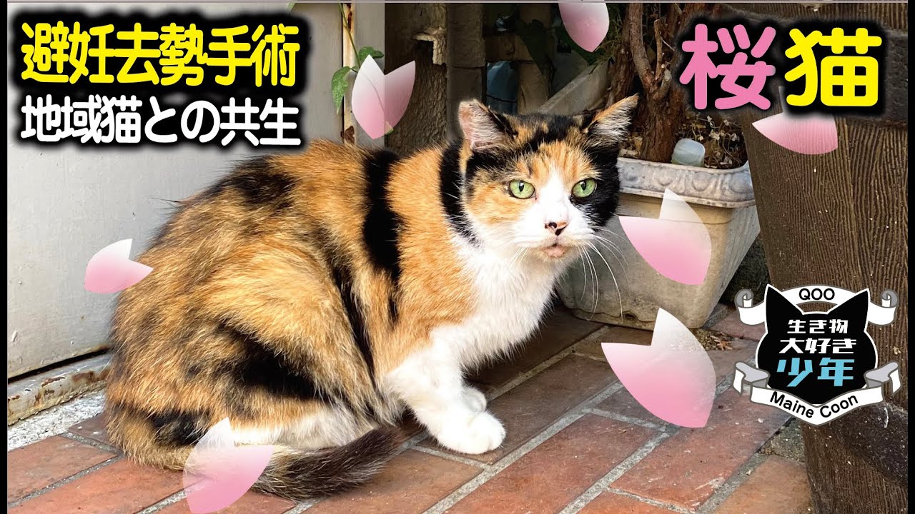 【さくら猫】地域猫との共生／避妊去勢手術の費用と補助金
