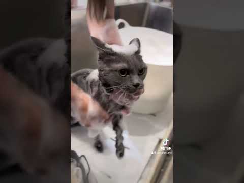 シャルトリューのビルスちゃんが来てくれました　京都市南区　ペットサロンみぃ〜