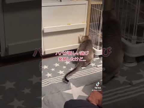 【シンガプーラ】ペットボトルキャップあそび