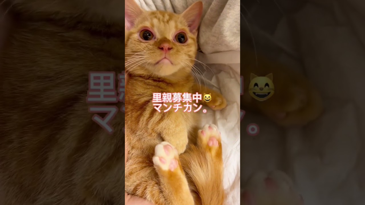 #里親募集中 #子猫 #マンチカン #可愛い猫
