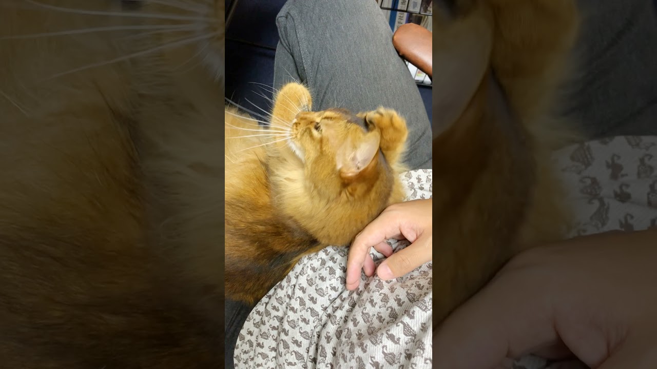 #155 　ひざうえで失神するソマリ