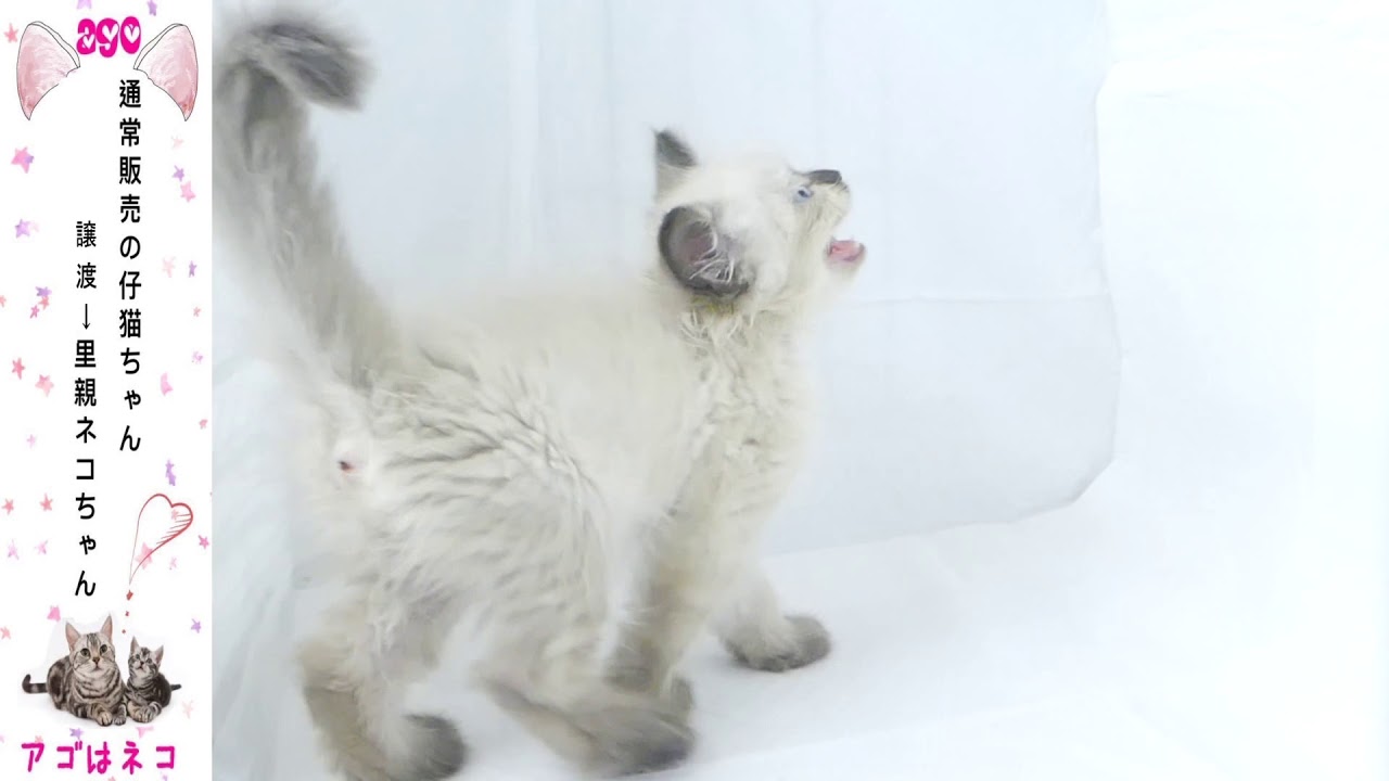 ヒマラヤン　アゴはネコ