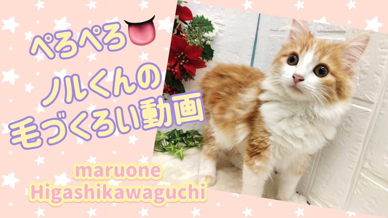 【2022.12.03】ノルウェージャンフォレストキャット　毛づくろいぺろぺろ動画