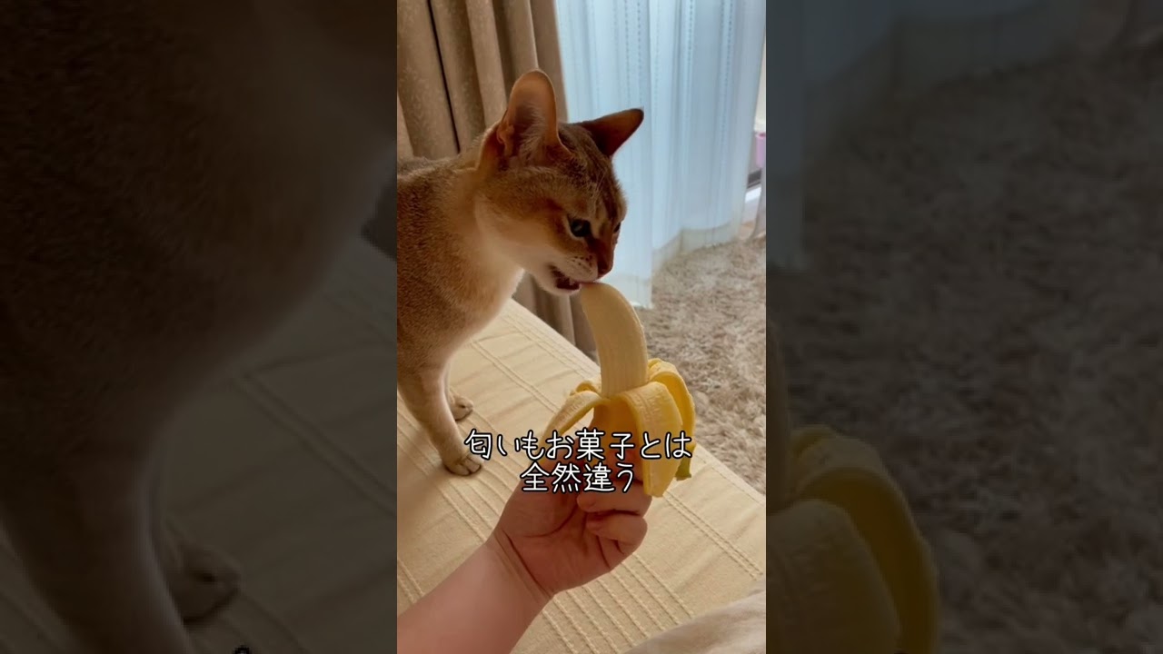 【お菓子と本物】大好きなバナナを食べるシンガプーラ猫🍌 #shorts #cats