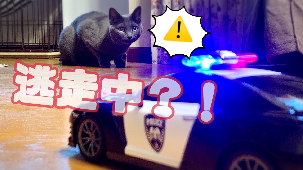 【猫】逃走中の灰色猫
