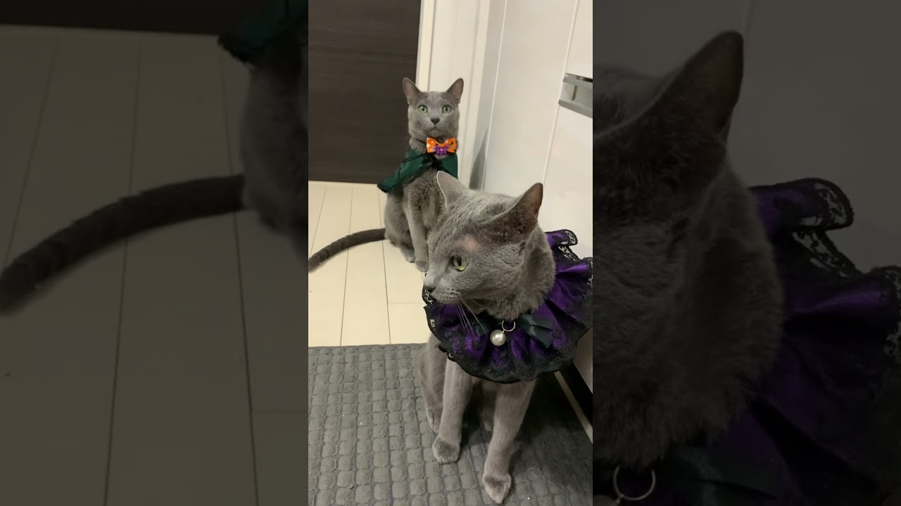 [3匹のロシアンブルー] これから紳士淑女のハロウィンパーティーの準備 (^^)  ハロウィン猫#shorts