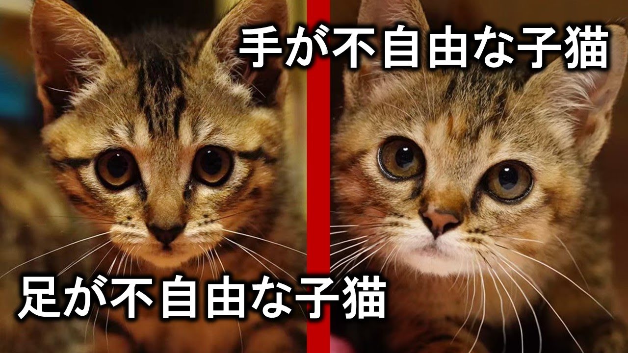 下半身麻痺の子猫・両手麻痺の子猫→30日間の記録