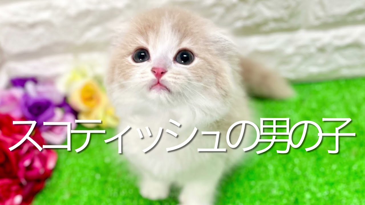 スコティッシュフォールドの子猫　（和歌山）