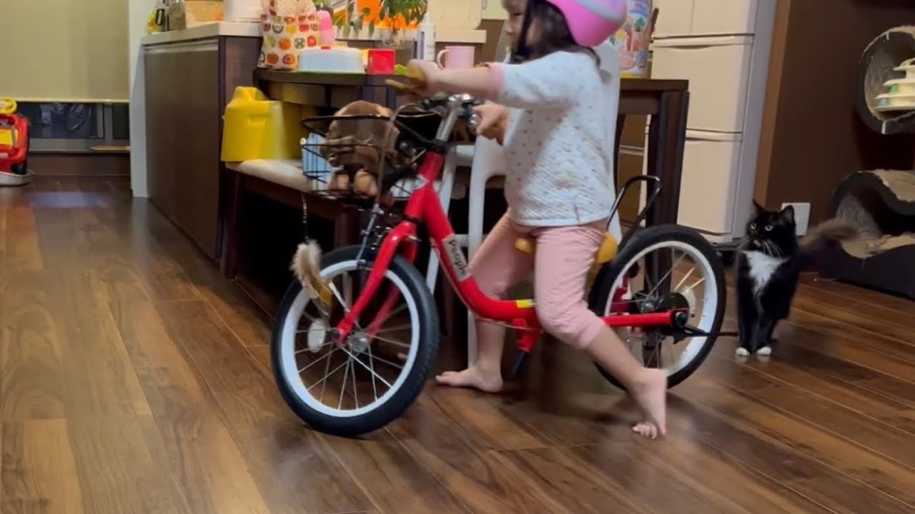 自転車に乗るお姉ちゃんの後ろを付いてくる猫　ラガマフィン　A cat following a daughter riding a bicycle