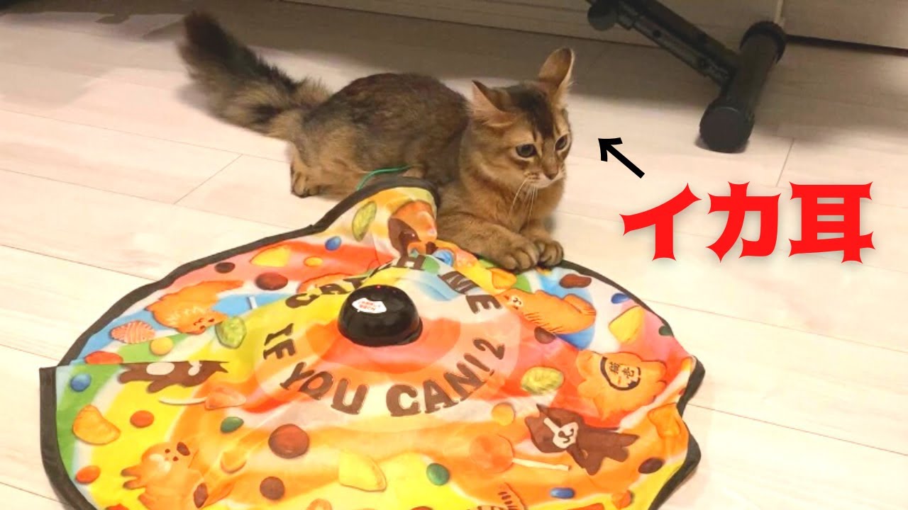 おもちゃの上級モードにビビった猫がこうなってしまった