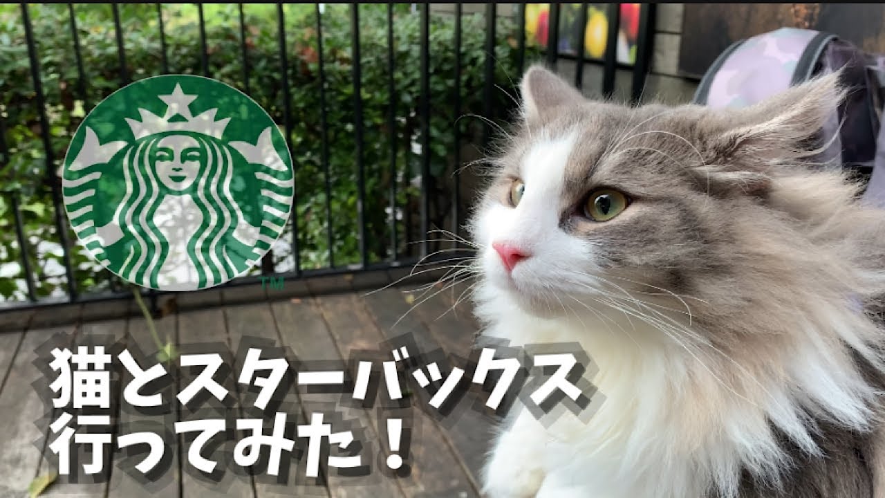 猫とスターバックス【ノルウェージャンフォレストキャット】【お出かけする猫】