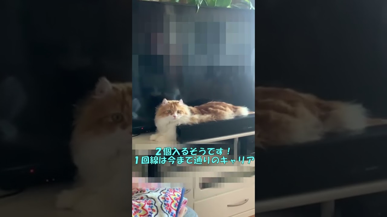 【ｱﾒﾘｶﾝｶｰﾙmocca】iPhone14を予約してみた！ #shorts  #猫 #アメリカンカール #cat