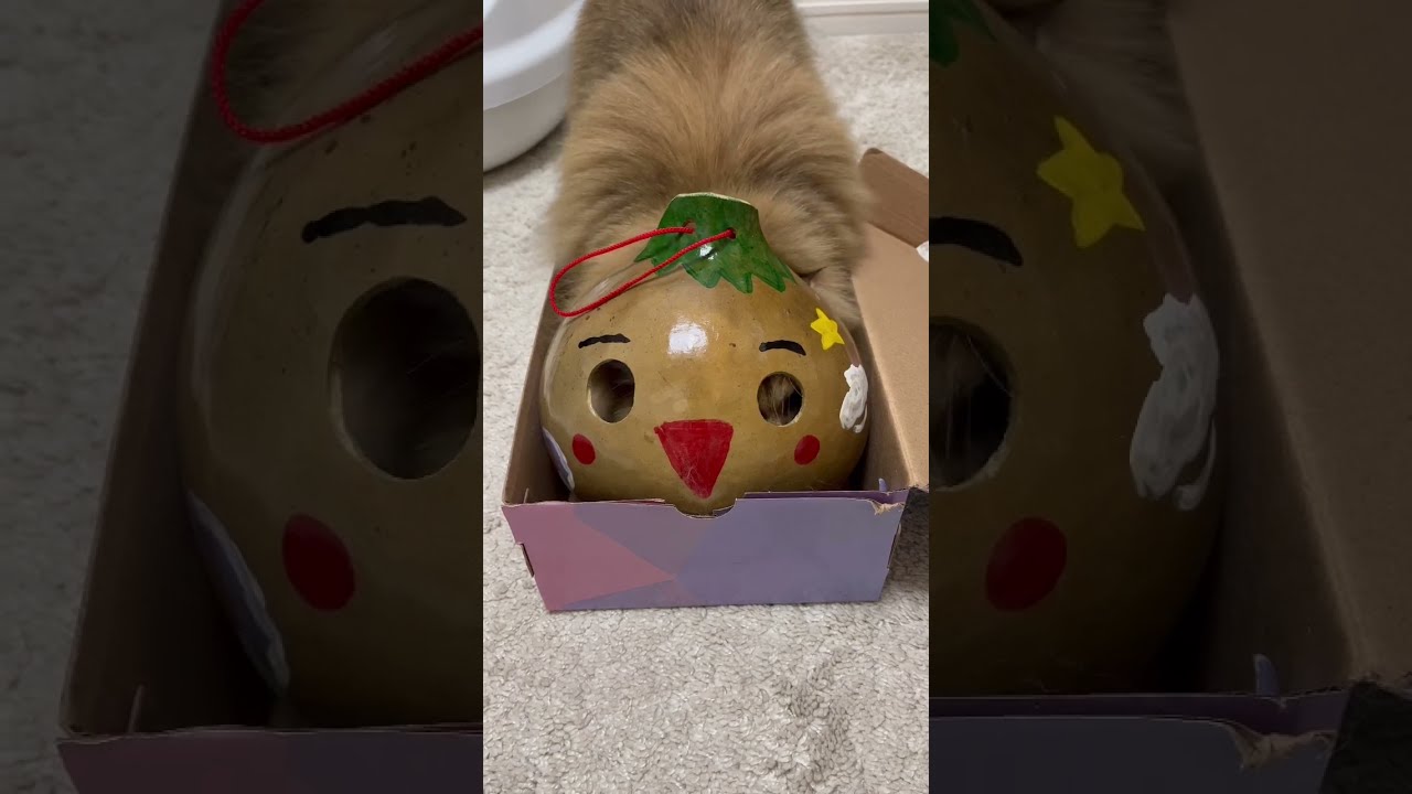 【ウルトラのペルシャ】かわいいペルシャ猫【変身!!!!】