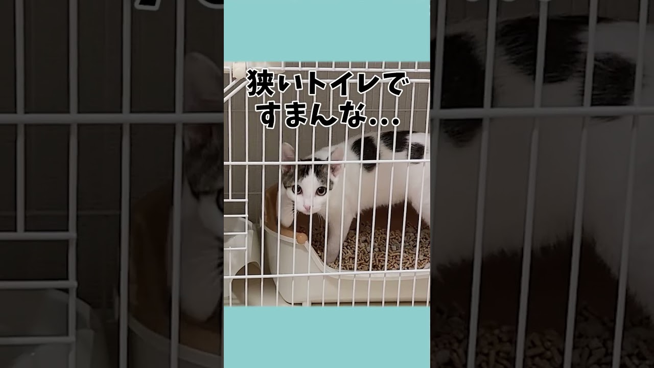 保護猫お迎え１日目、しろころ初めてのトイレ #shorts