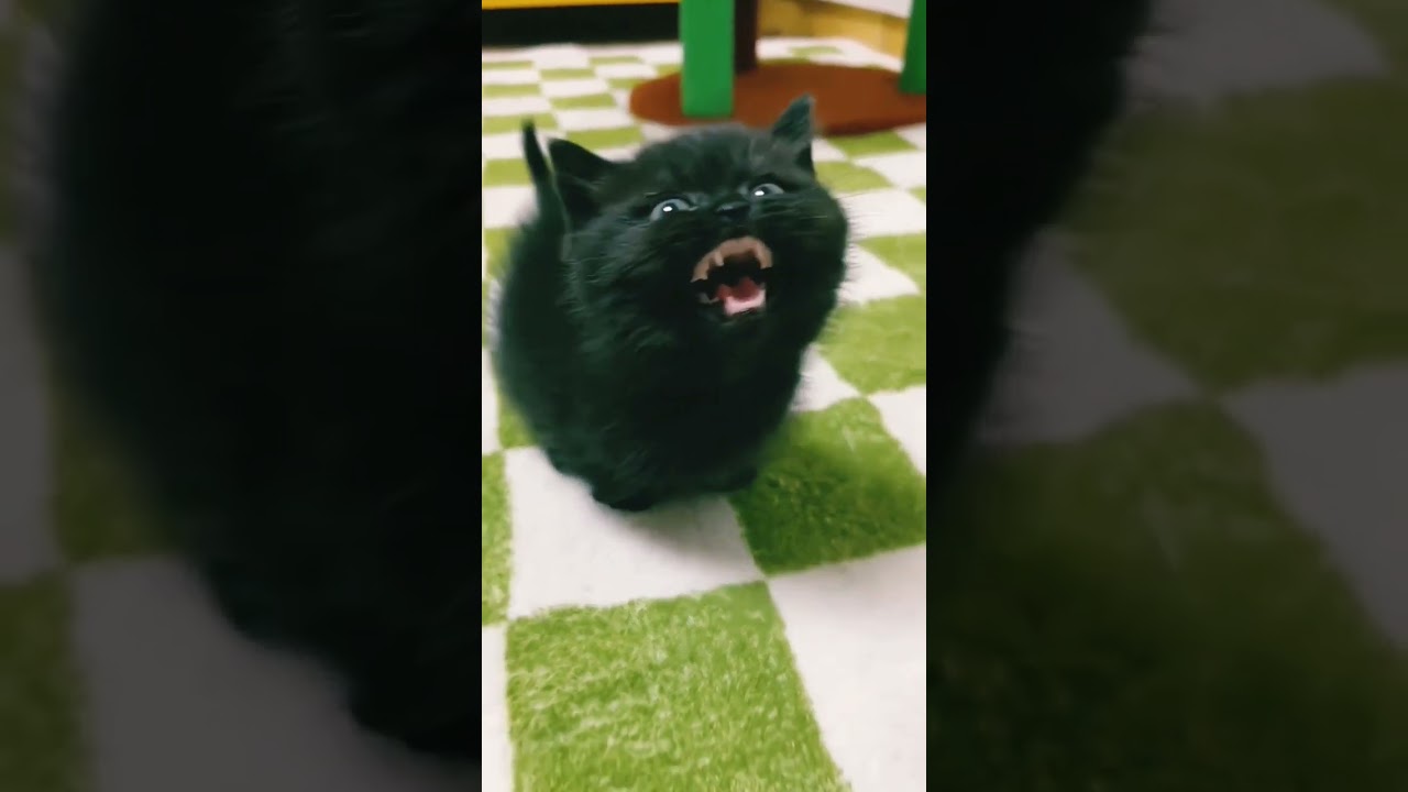 cute little black angry kitten 🖤 🤗😘 - #kitty #kittycat #kitten #babycat #shorts #trending #viral