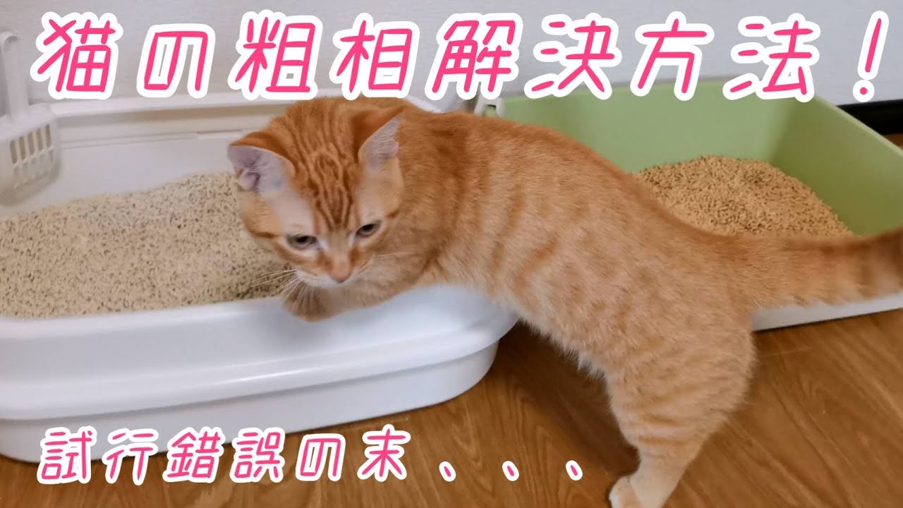 【マンチカン】猫の粗相解決方法と原因！【くうた】#26