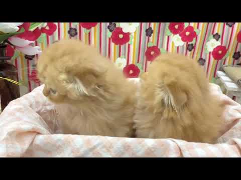 💖当店出産💖耳折れスコティッシュフォールドの兄妹【パピードリーム】
