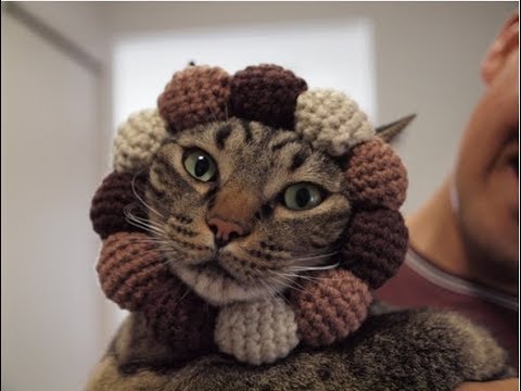 猫 ネコ画像 オシキャット20選！(Cute Funny Crazy Cats Compilation)