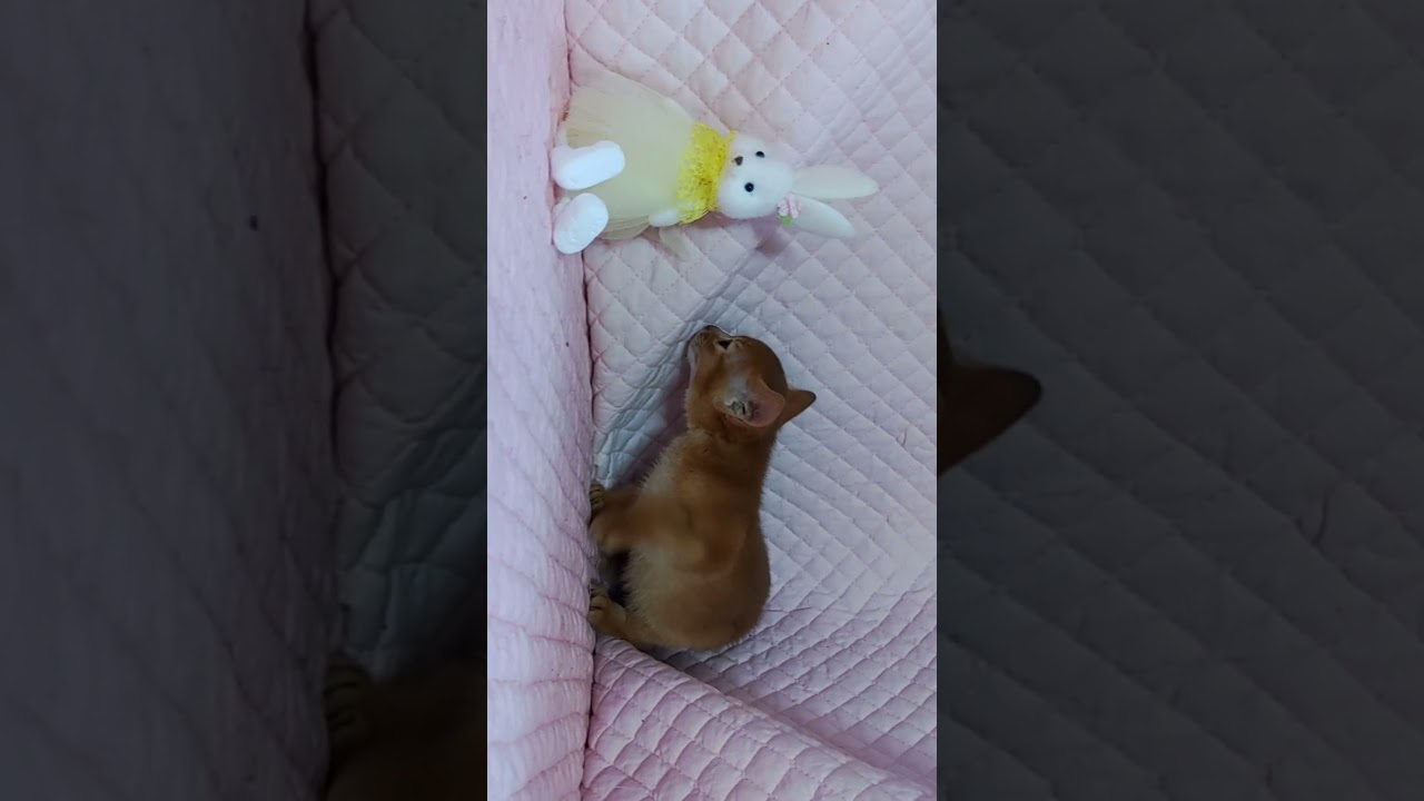 アビシニアン子猫レッド女の子4/5 2021B