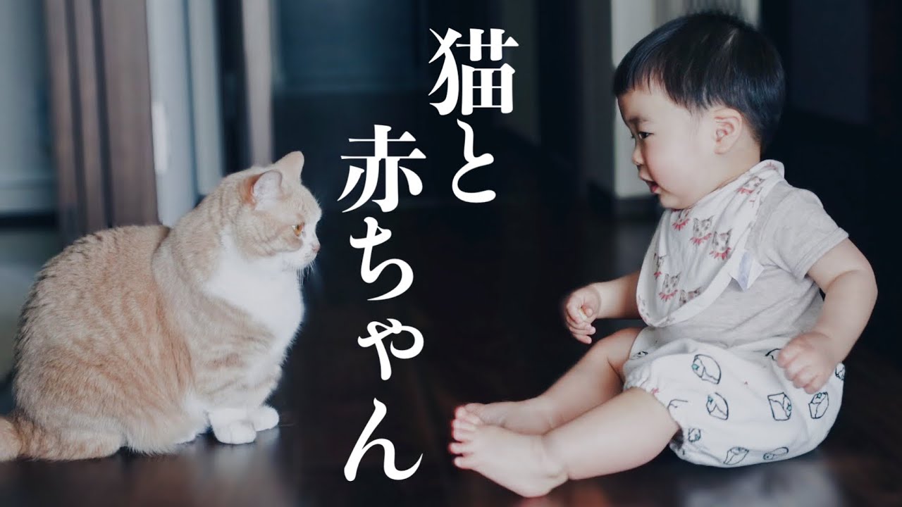 短足マンチカンと0歳男の子のほのぼの日常