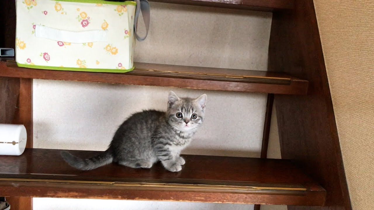 【悲報】イタズラ好きな子猫ついに捕まる【スコティッシュフォールド】