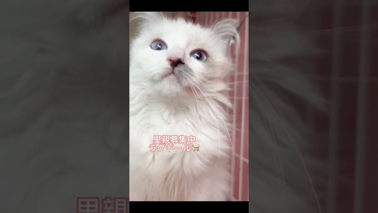 #里親募集中 #子猫 #ラグドール子猫 #可愛い猫