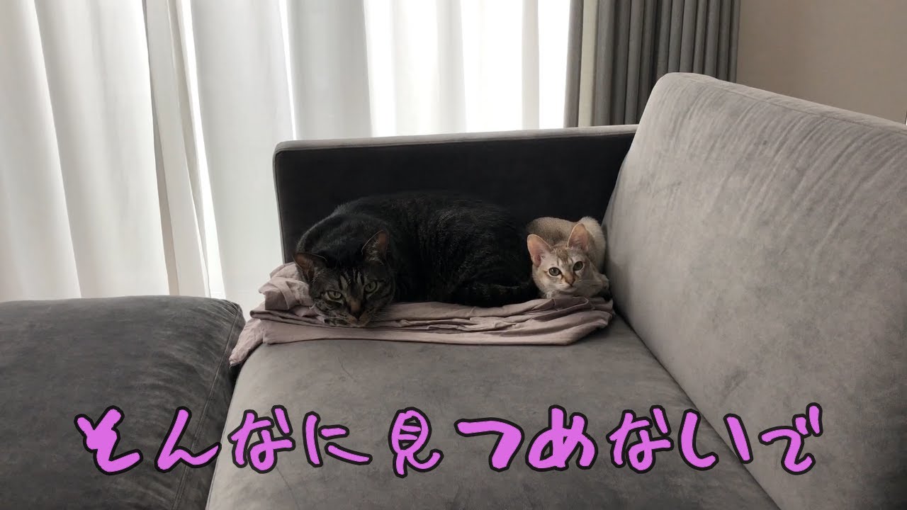見つめてくる猫たち【雑種　シンガプーラ】