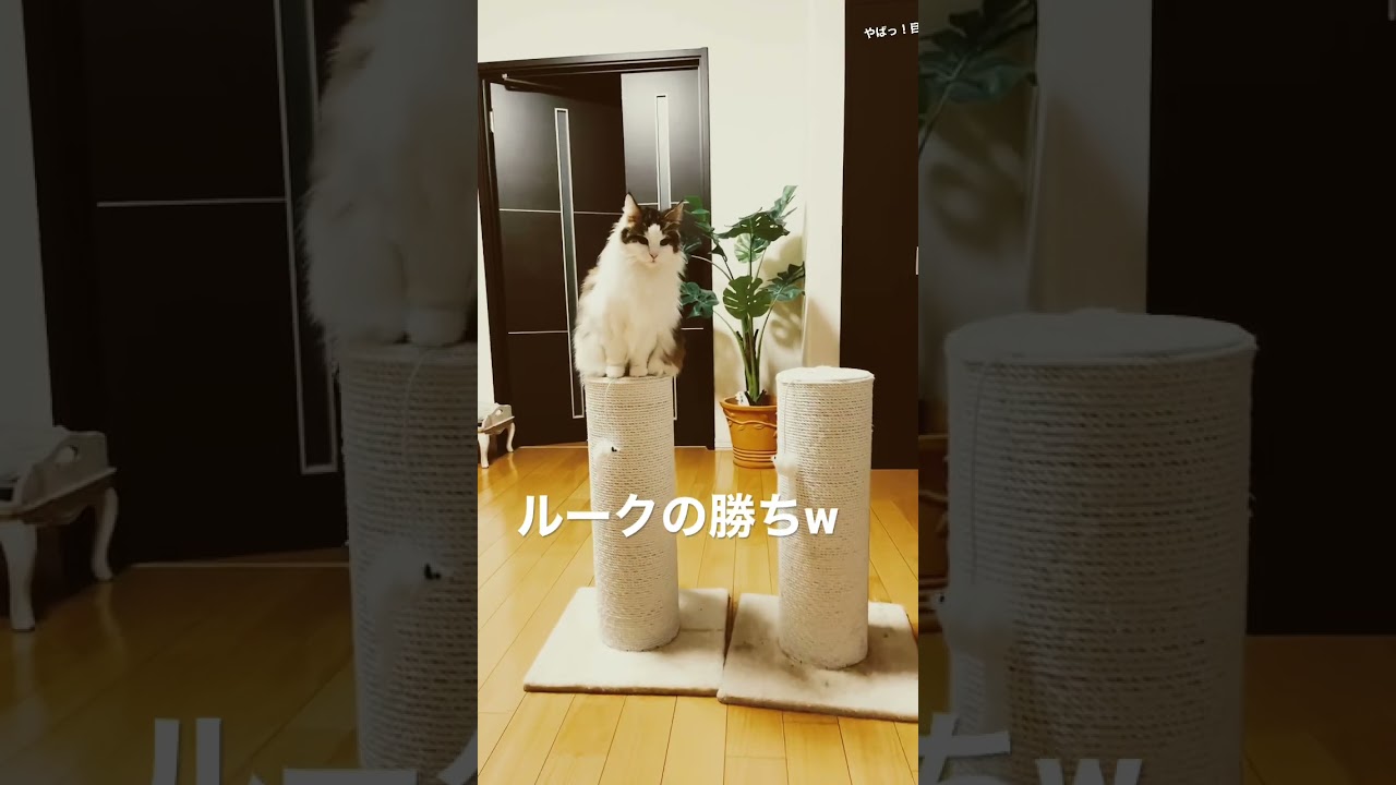 #shorts #ノルウェージャンフォレストキャット #cat #cats #大型猫 #猫 #ノル猫5にゃんねる